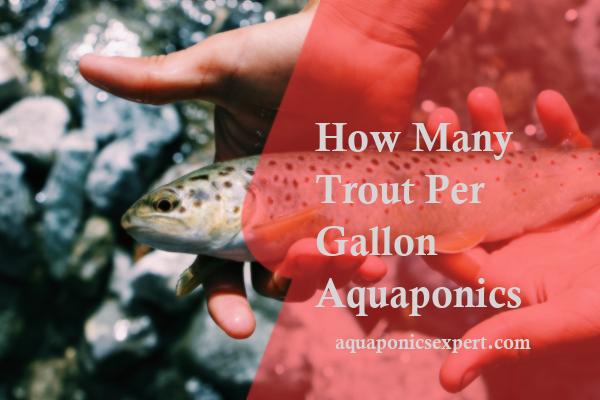 How Many Trout Per Gallon Aquaponics