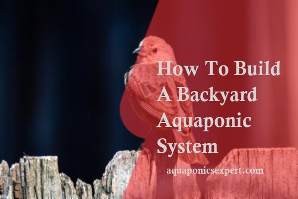 How To Build A Backyard Aquaponic System