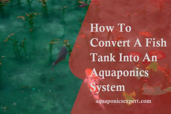 How To Convert A Fish Tank Into An Aquaponics System