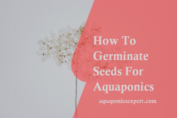 How To Germinate Seeds For Aquaponics