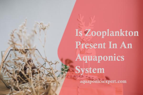 Is Zooplankton Present In An Aquaponics System